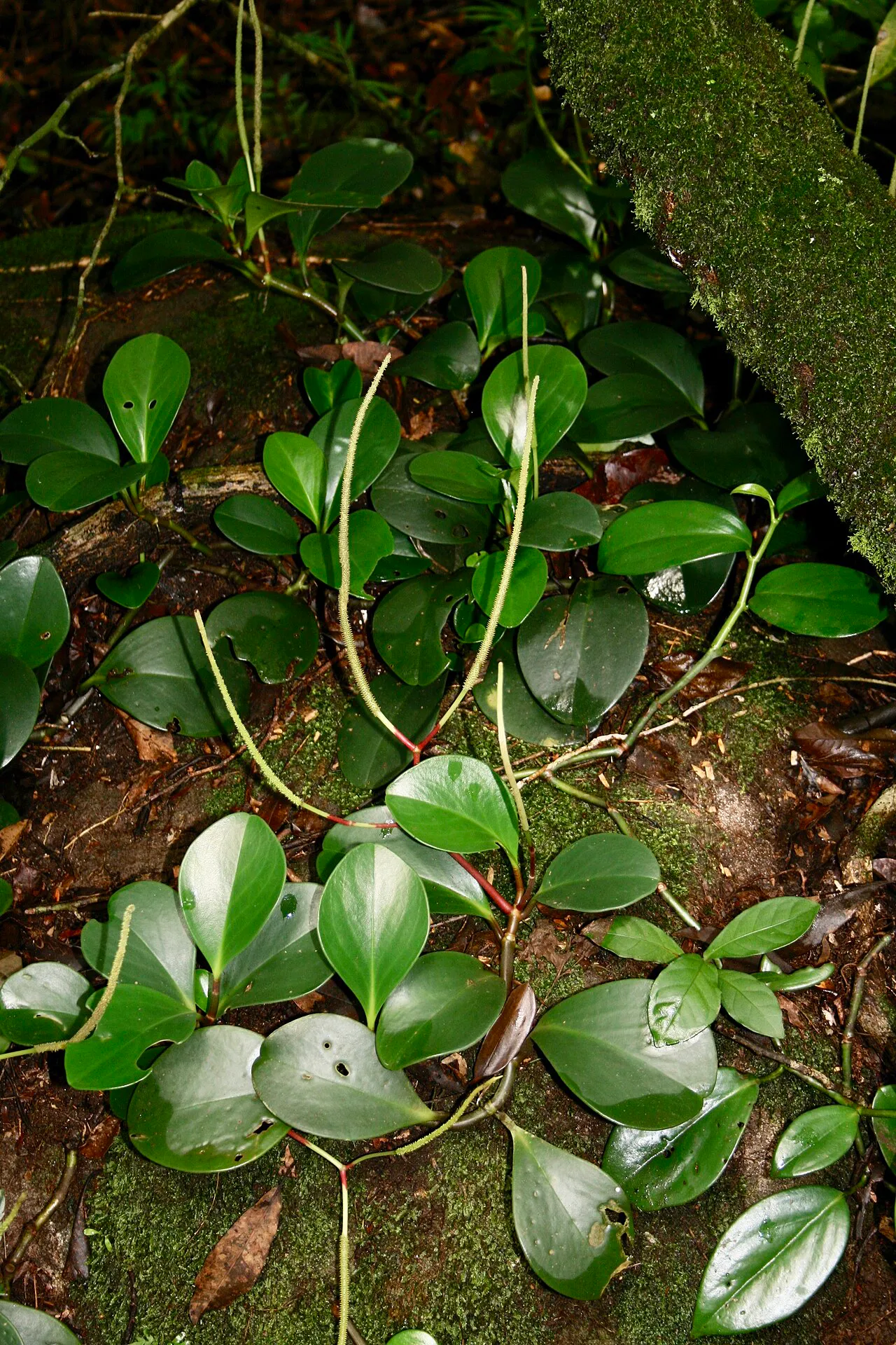 Leafy growth against a textured trunk.