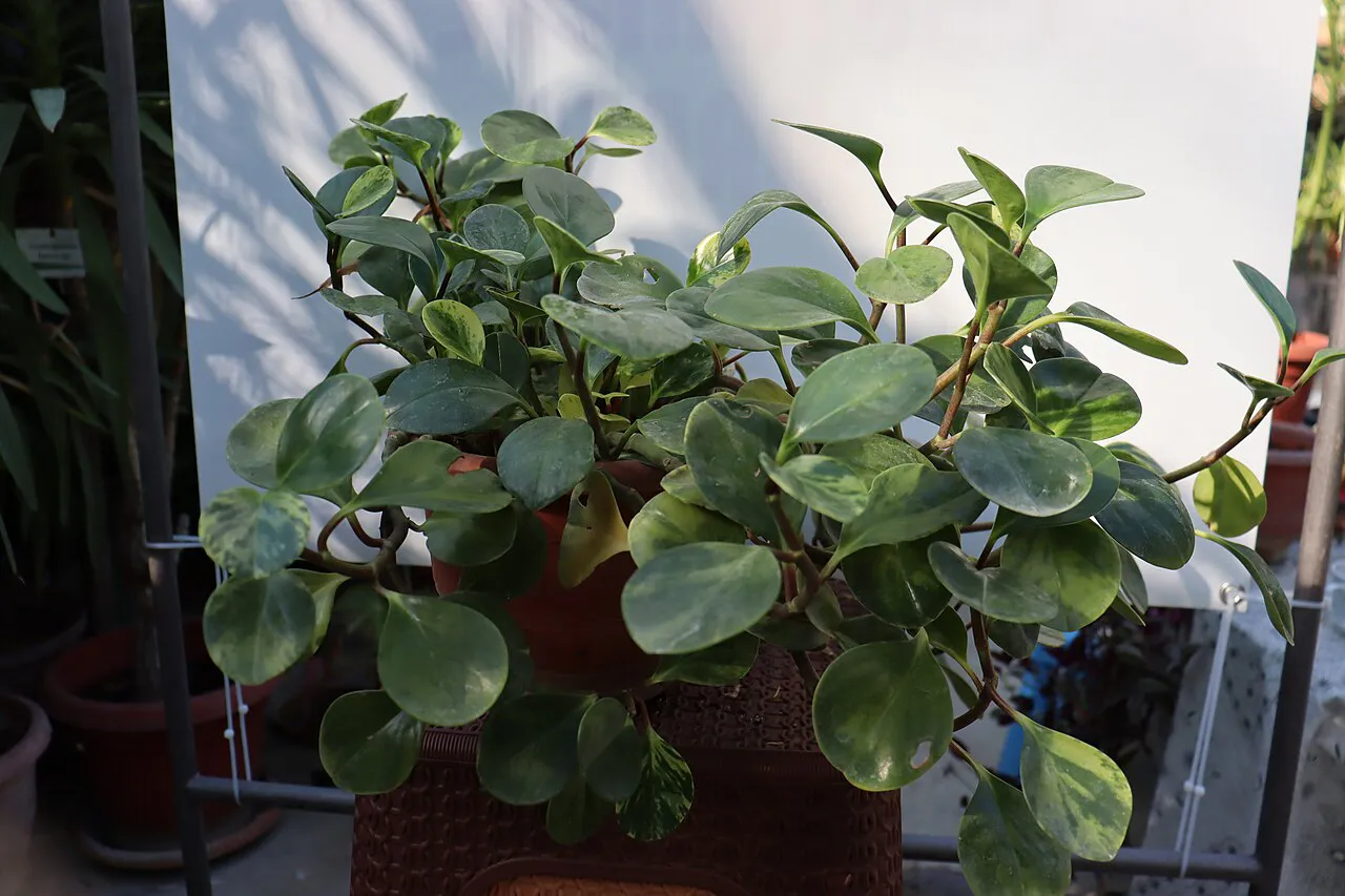Branching potted plant with rounded leaves.
