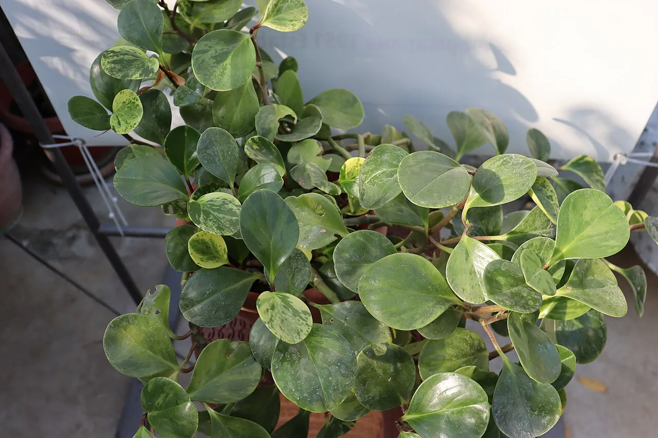Overhead view of a leafy potted clump.