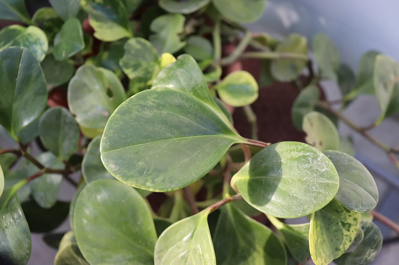 Round leaf blades and branching stems.