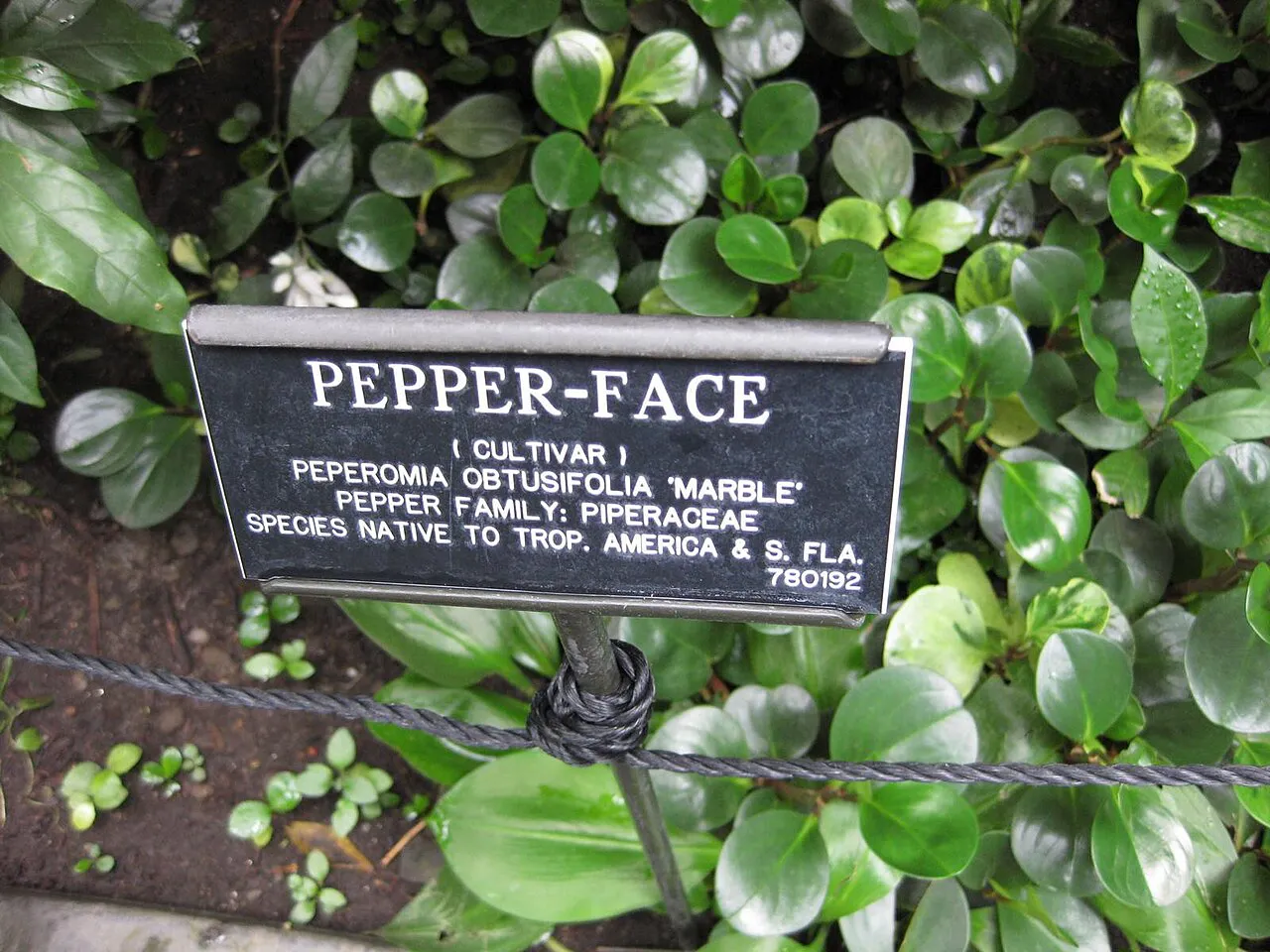 Labeled foliage in a botanical display.