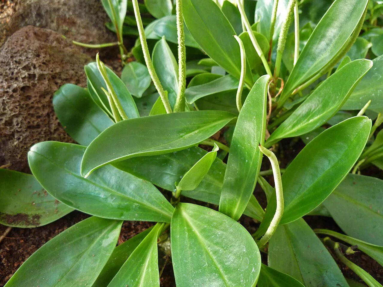 Slender flower spikes above glossy foliage.