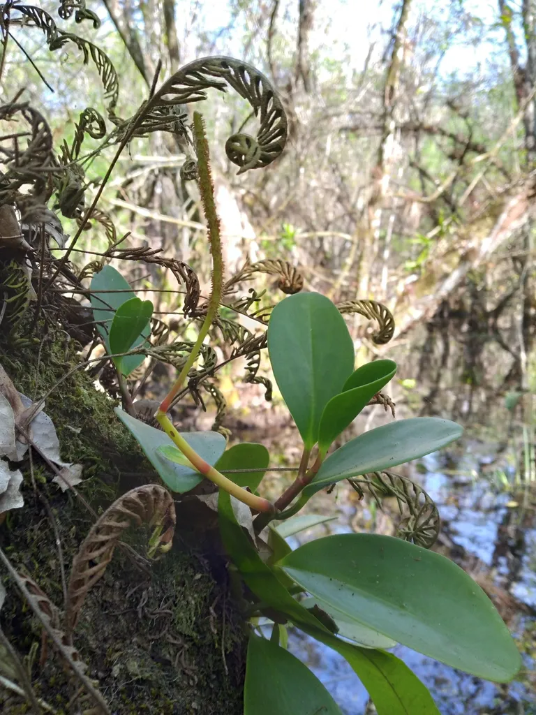 Leafy stems against a tree trunk.