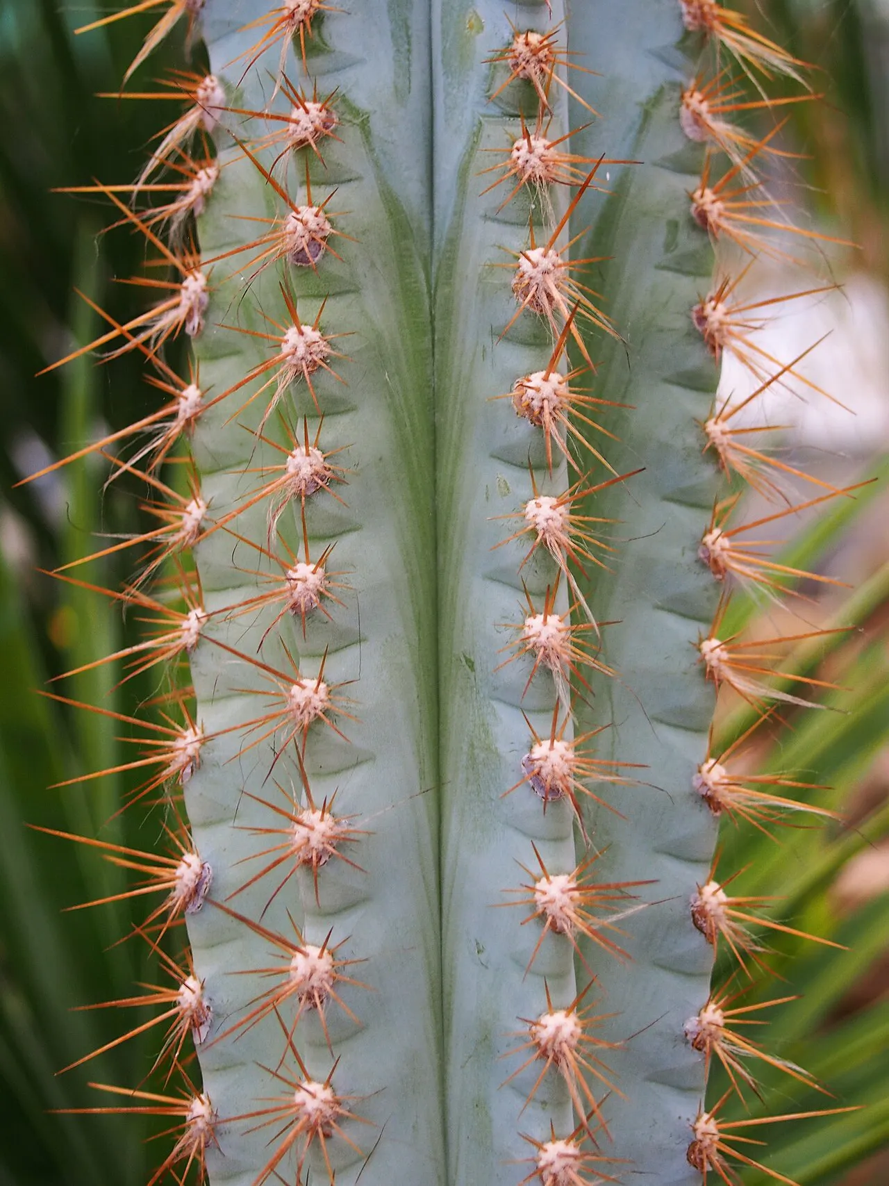 Close view of ribs, areoles, and spines.