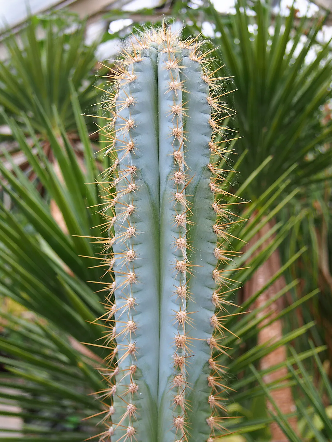Rounded column tip and parallel ribs.