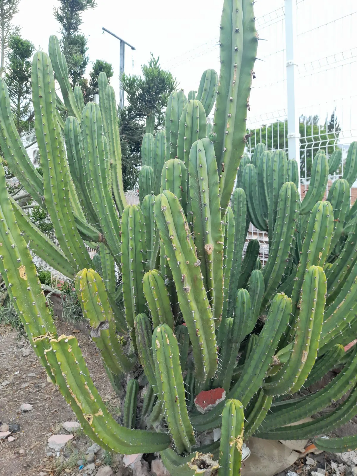Many upright stems branching from a central base.