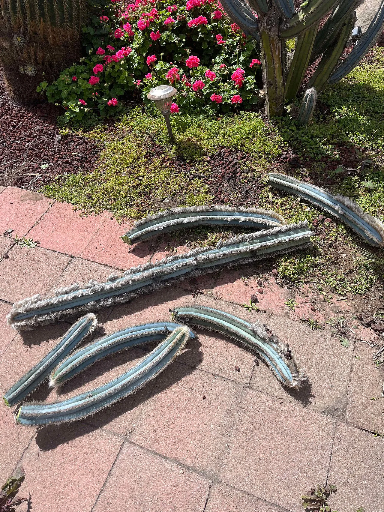 Detached blue-green stem sections on paving.