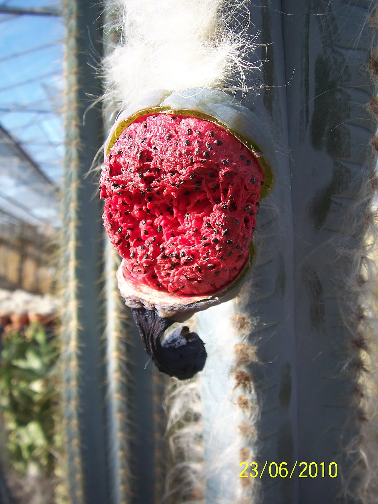Opened red fruit on a woolly stem.