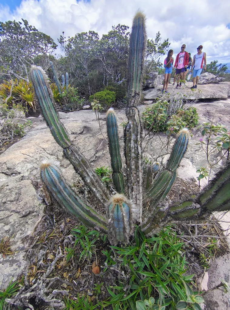 Branching blue-green cactus on a rocky slope.