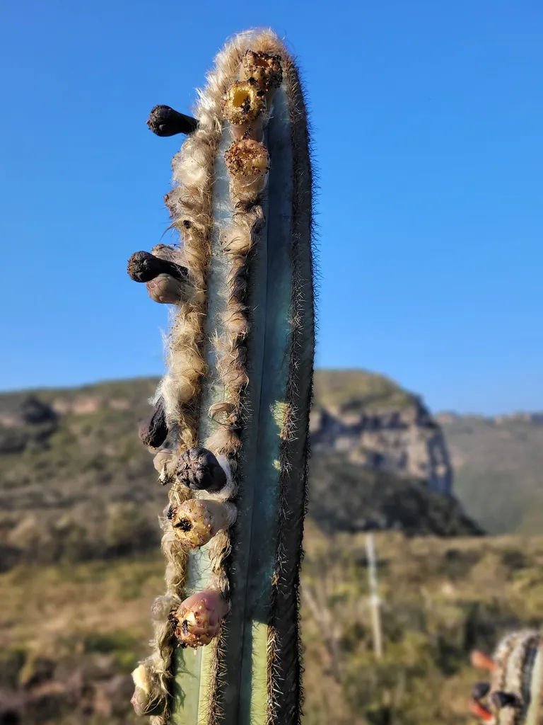 Woolly strip and darker structures along a column.
