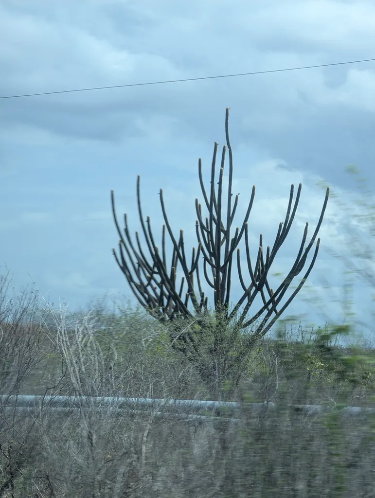 Branching cactus silhouetted above surrounding scrub.