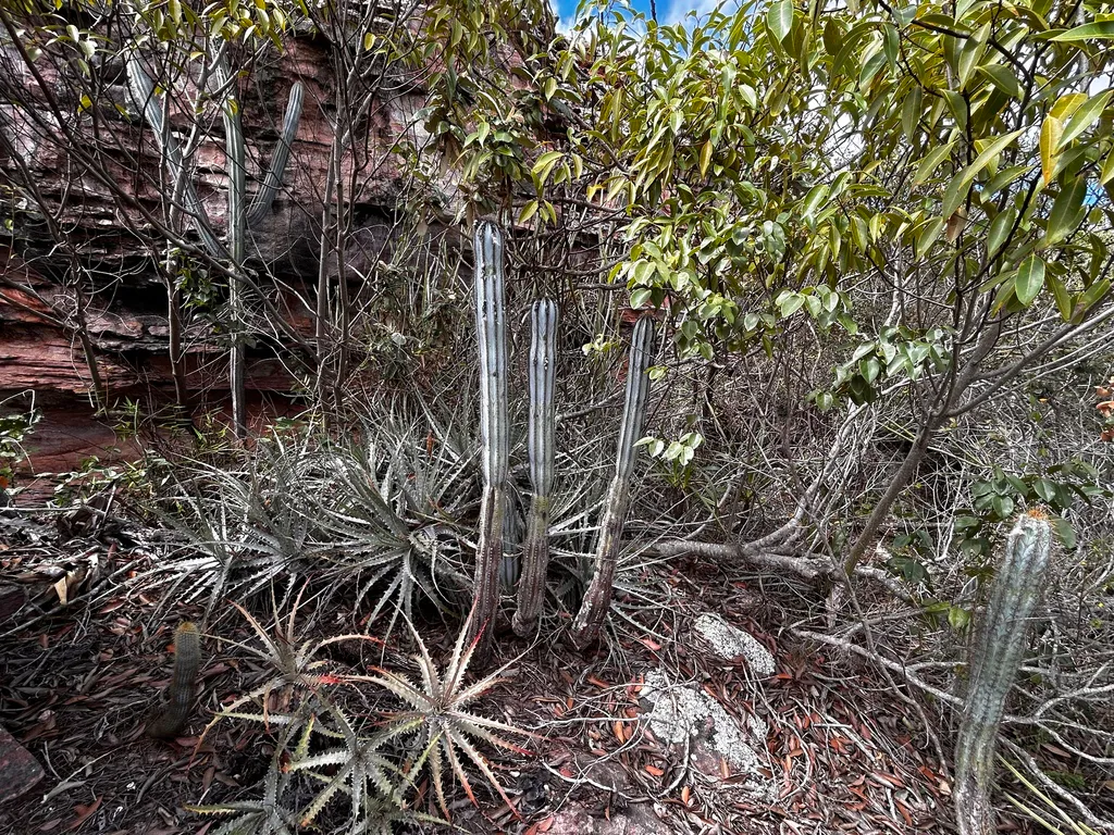 Upright stems among dense vegetation.