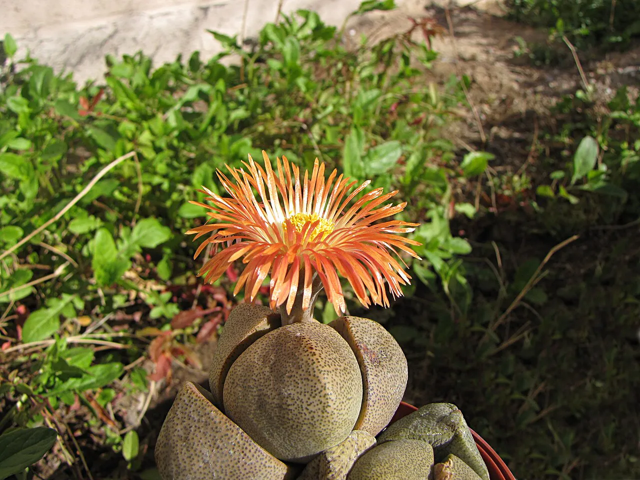 Orange flower above thick paired leaves.