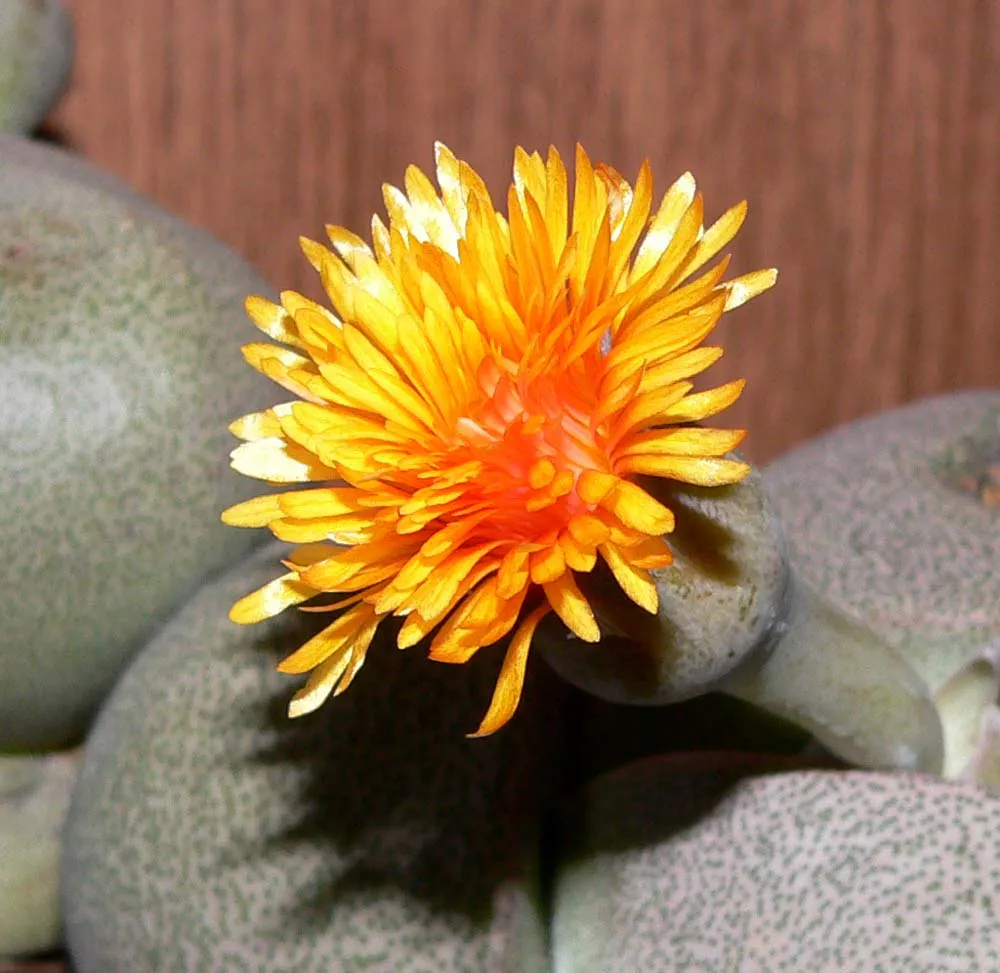 Orange-yellow flower with narrow petals.