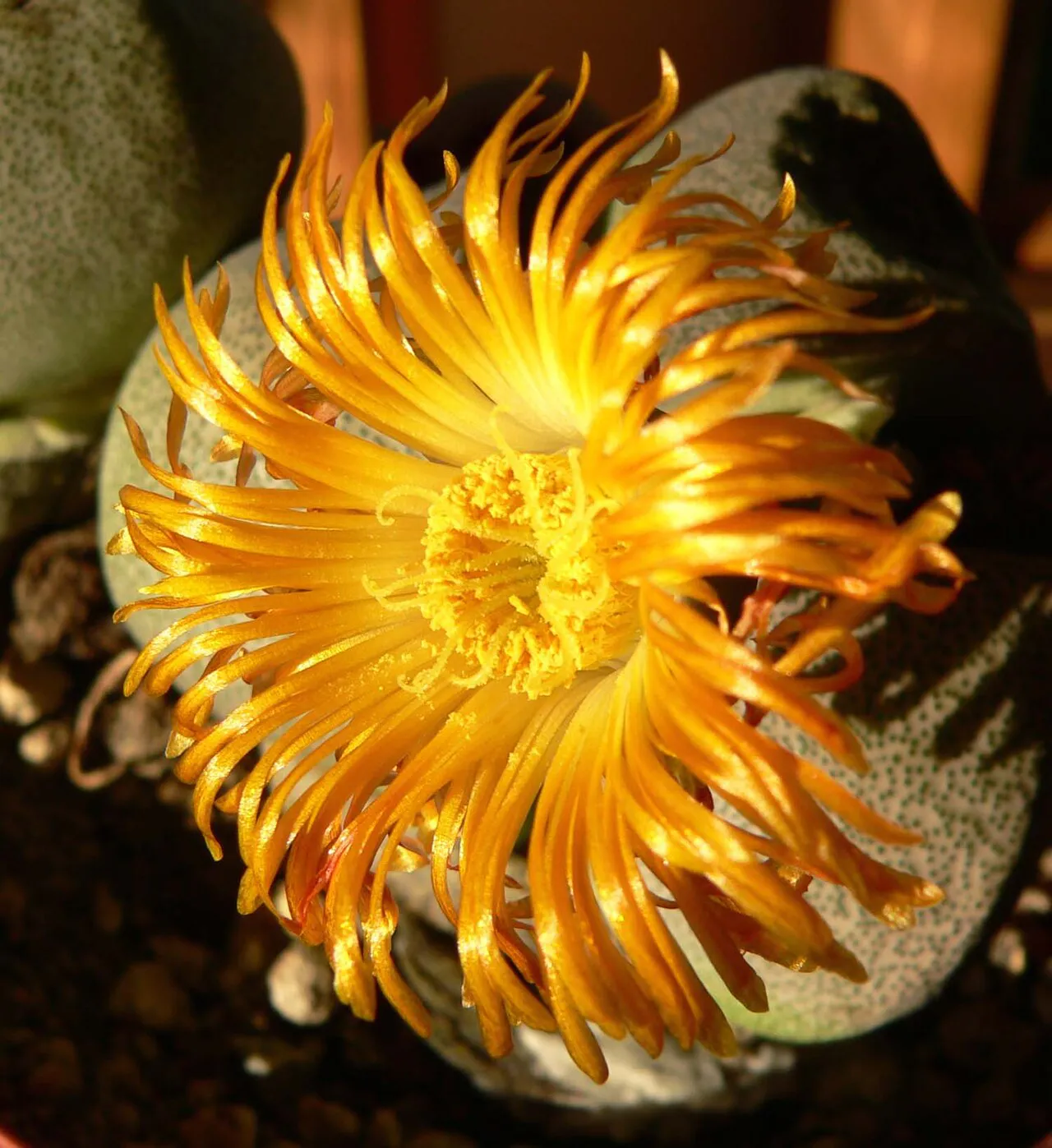 Curving orange petals around a bright center.