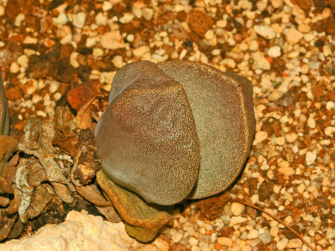 Paired mottled leaves viewed from above.