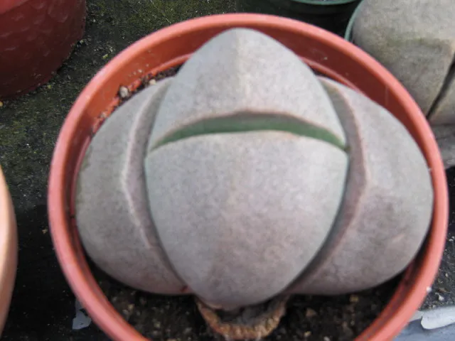 Large pale paired leaves filling a pot.