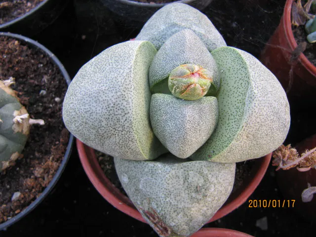 Rounded bud between thick paired leaves.