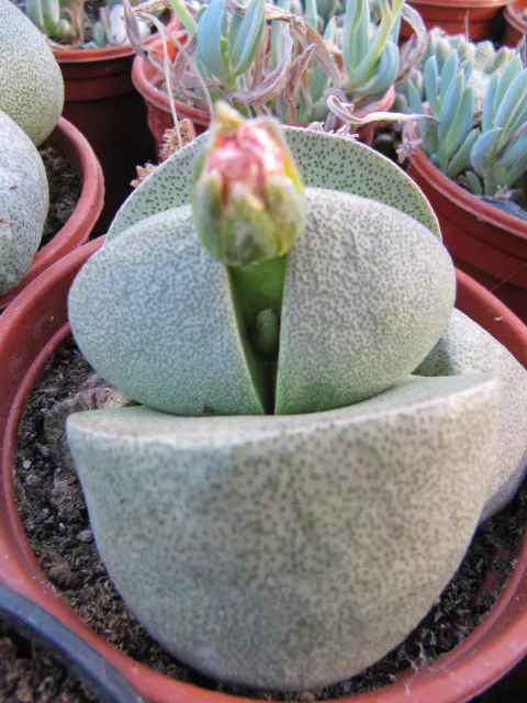 Flower bud rising from the central cleft.