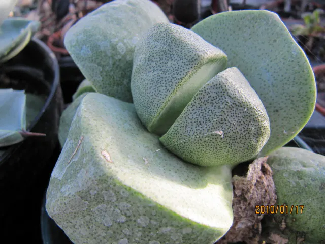 Smaller central leaf pair within older leaves.