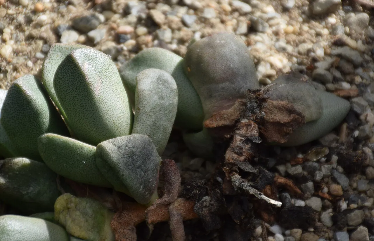 Several upright gray-green leaf pairs.