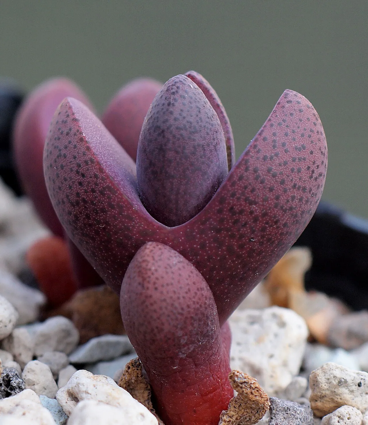 Purple paired leaves with fine dark spotting.