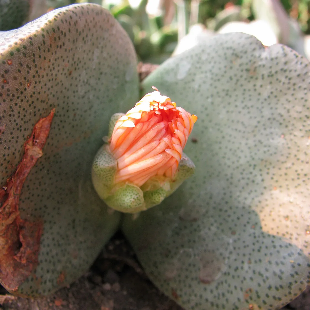 Orange flower bud between spotted leaf surfaces.