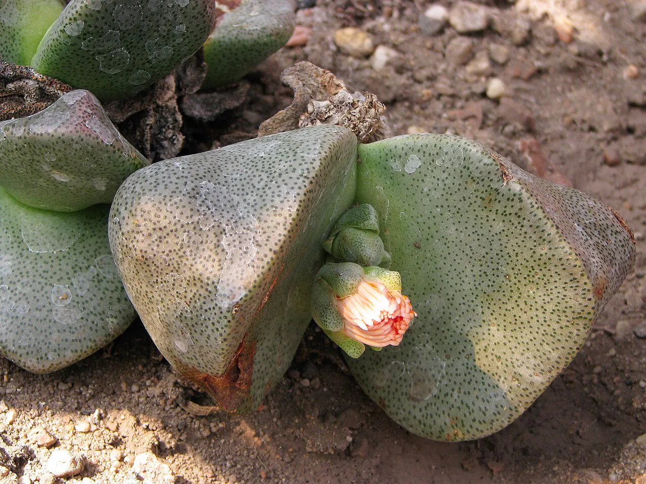 Small pale-orange bud in the central cleft.