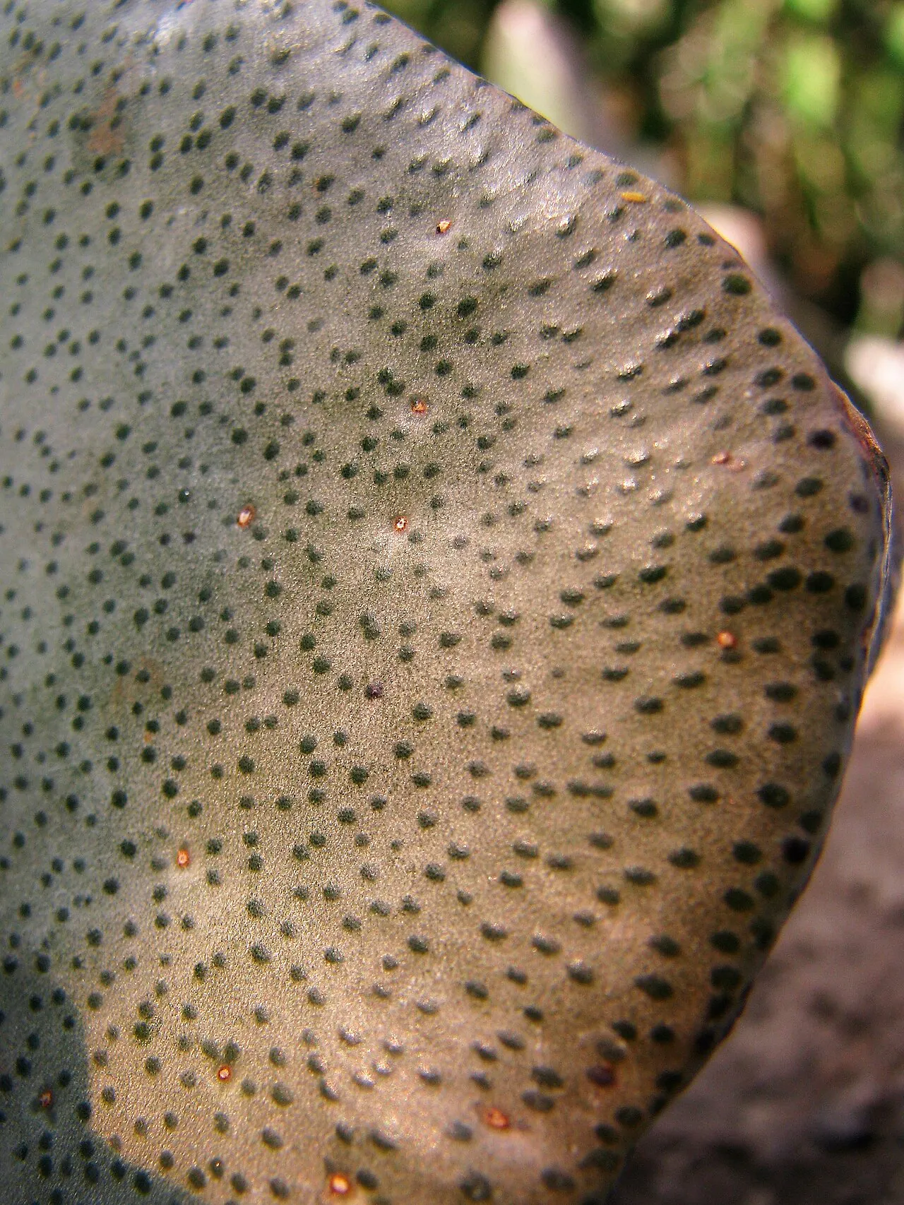 Close view of dark spots across a leaf.