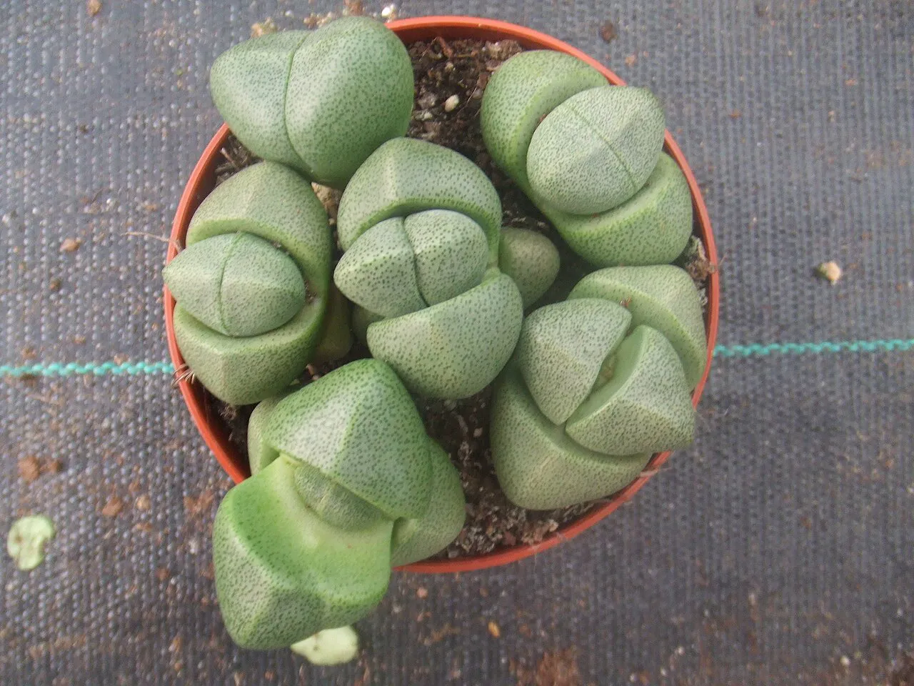 Multiple paired green heads filling a pot.