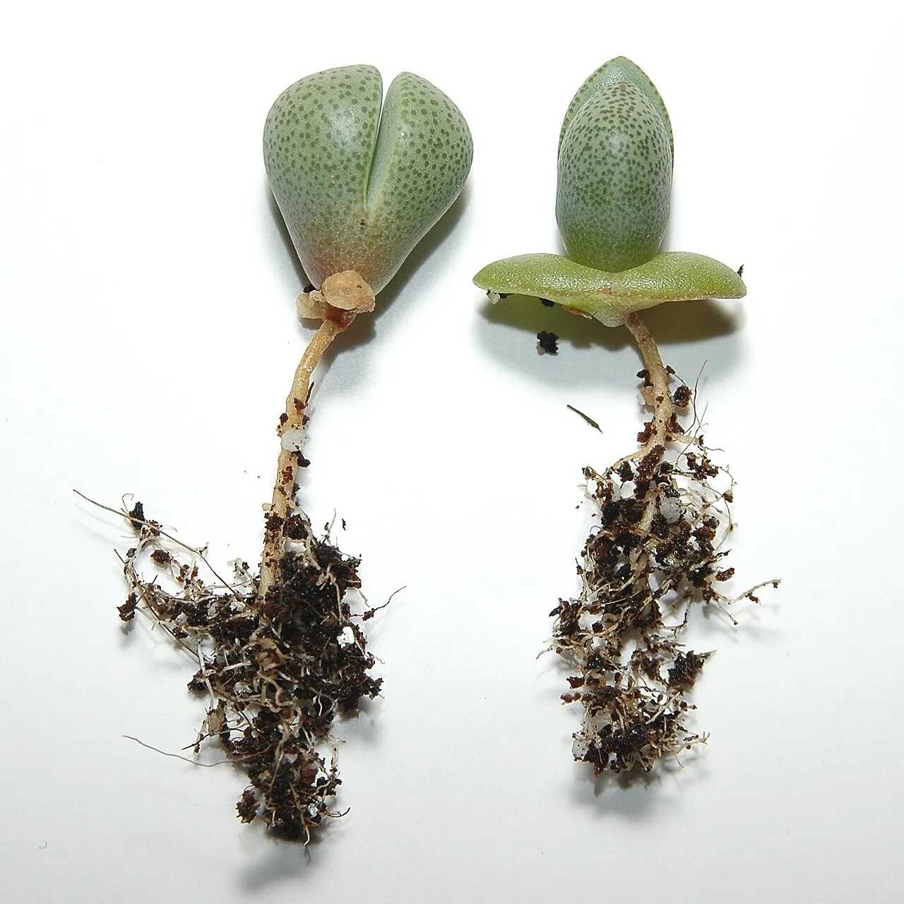Two uprooted plants with exposed root systems.
