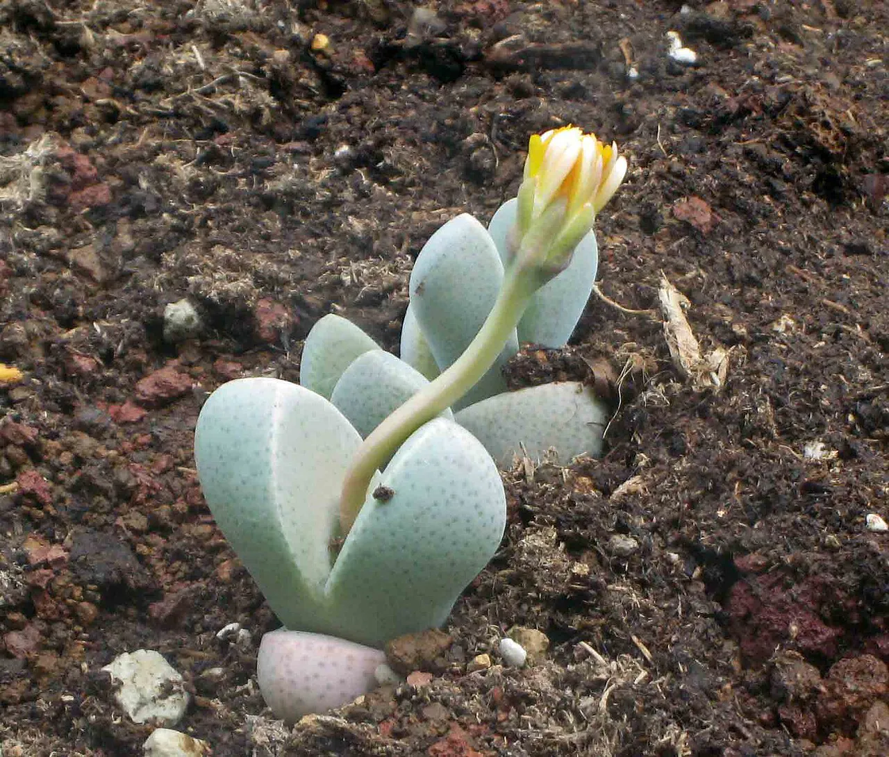 Elongated flower stalk above gray paired leaves.