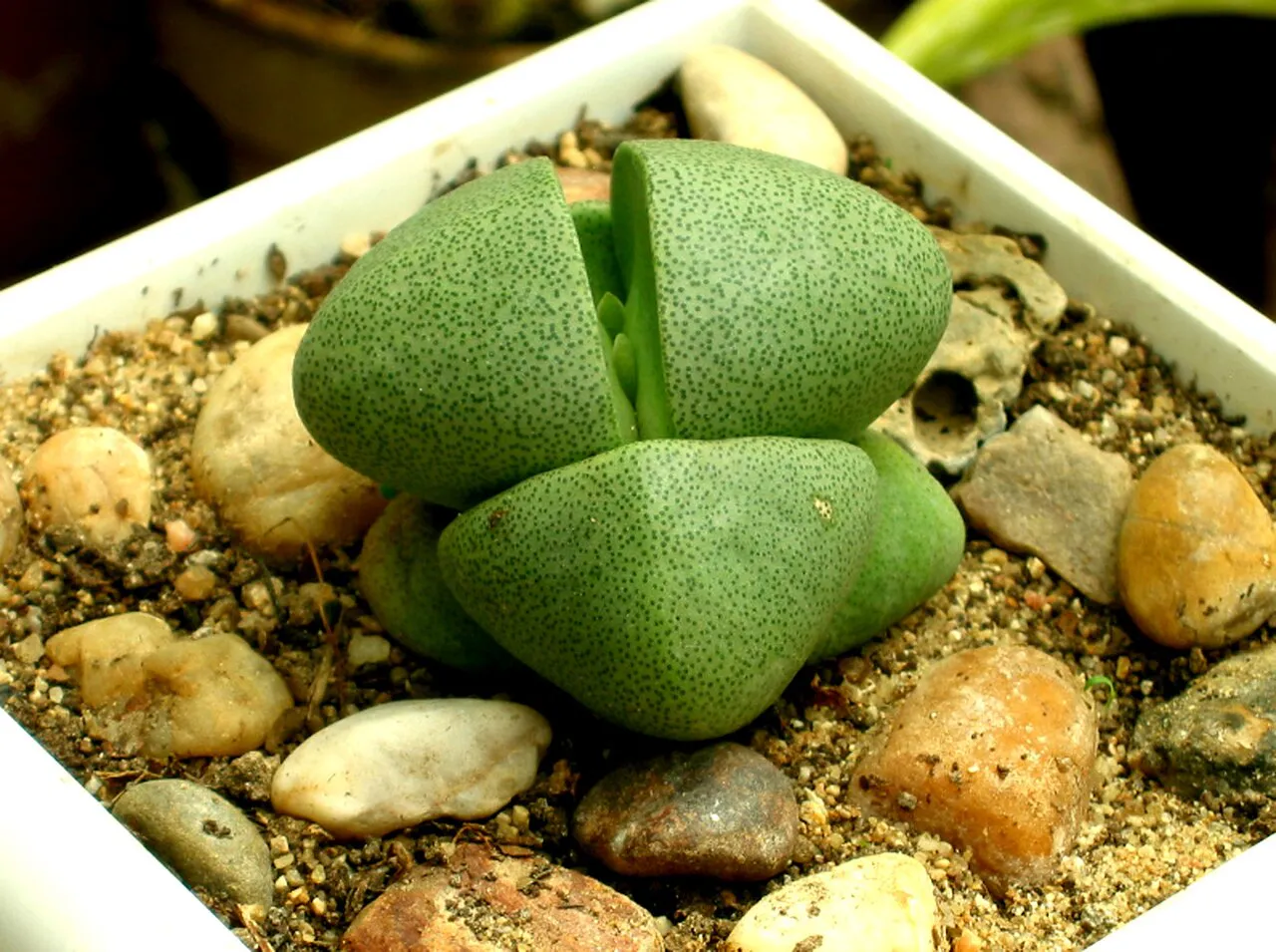 Two stacked pairs of spotted green leaves.