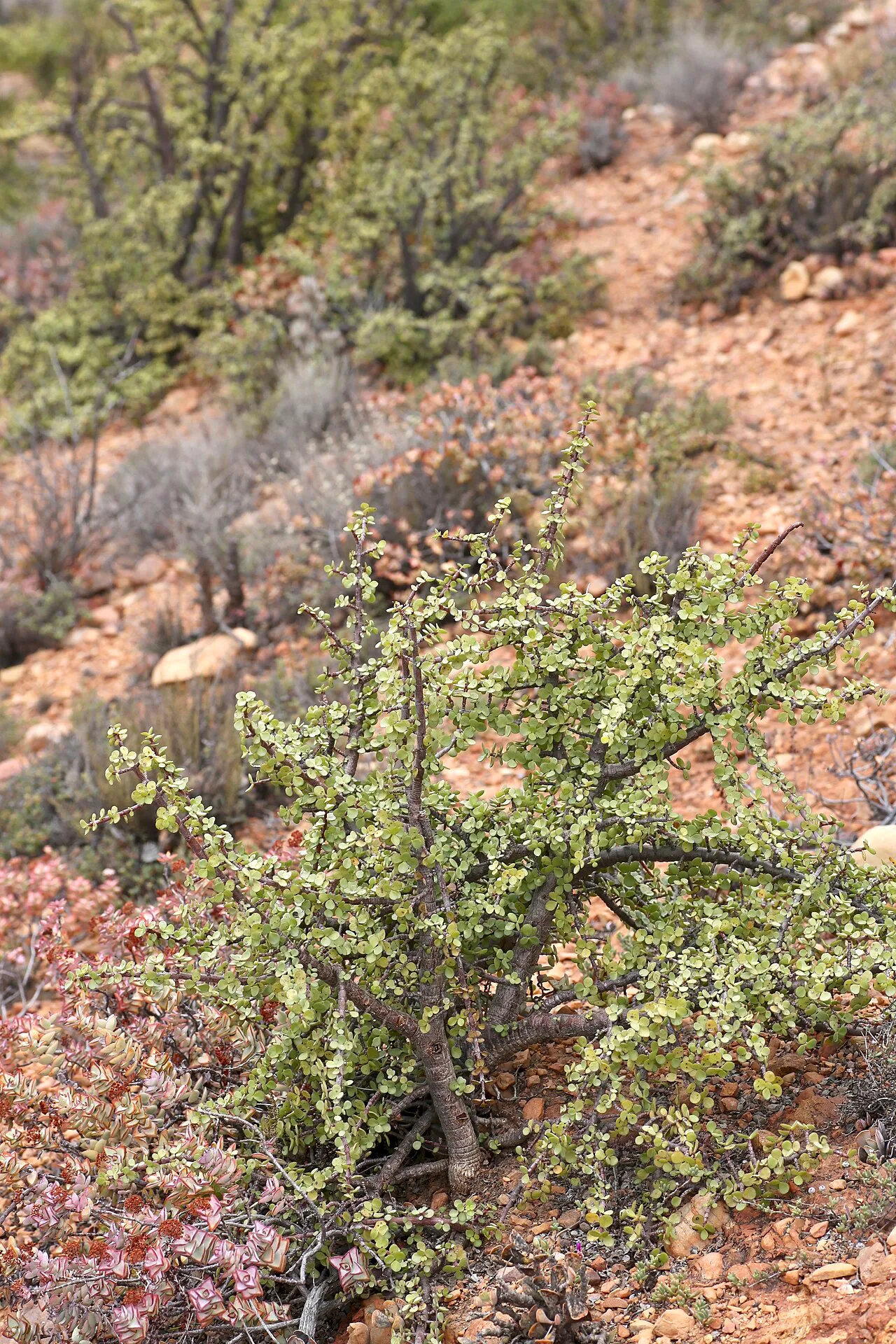 Branching shrub beside a rocky slope.