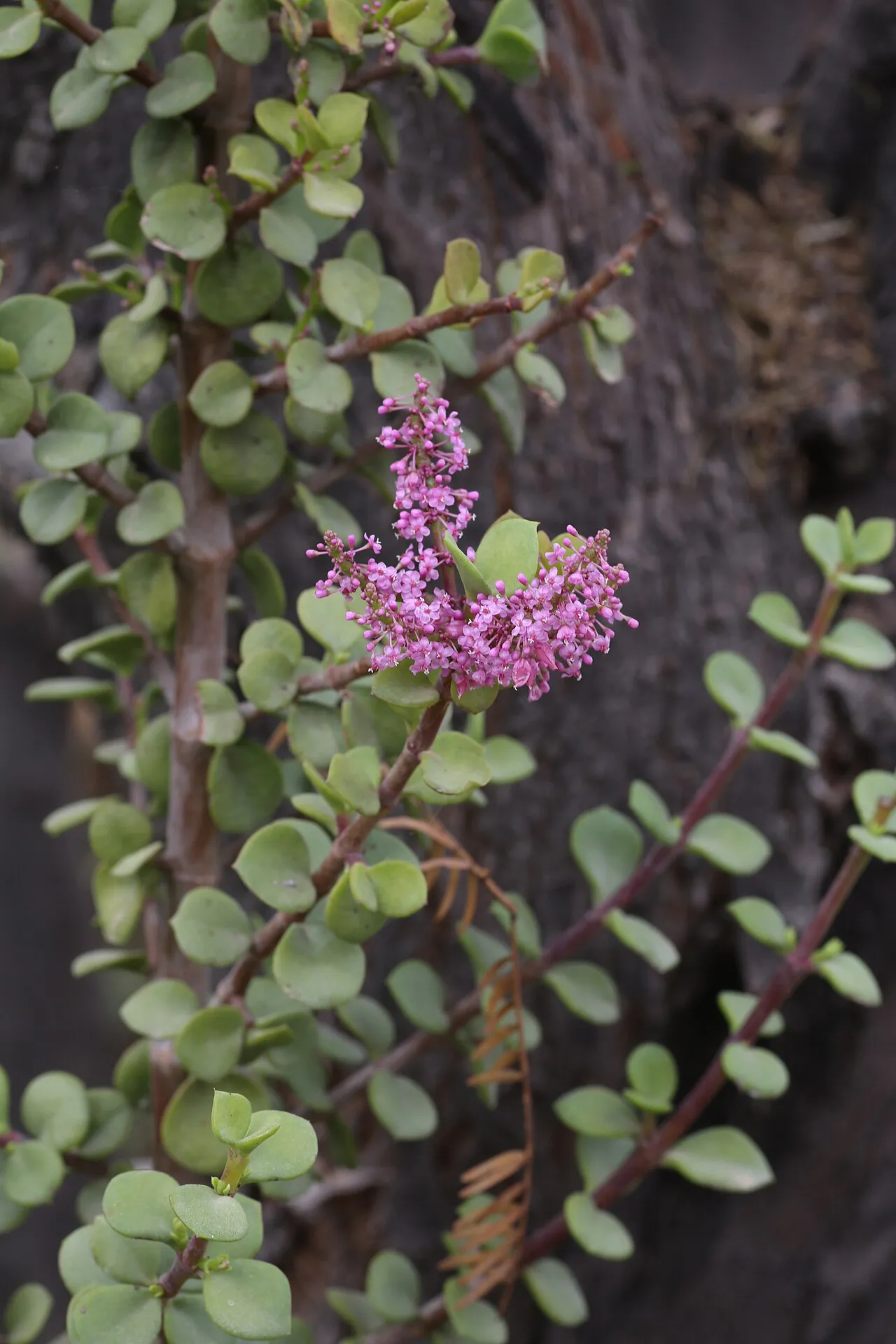 Pink flower cluster beside a leafy woody branch.