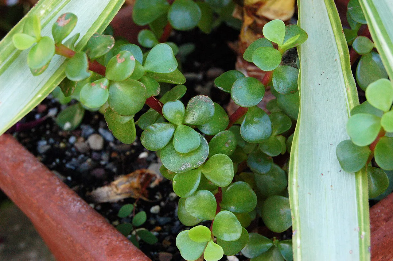 Paired rounded leaves along reddish stems.