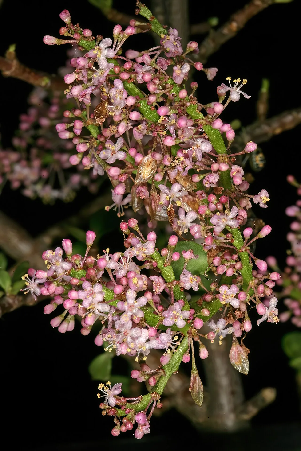 Small pink flowers across branching stems.