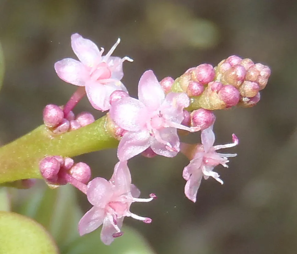 Tiny pink flowers and clustered buds.