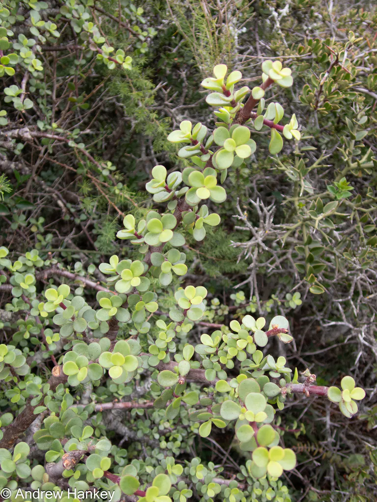 Small-leaved branches among scrub vegetation.