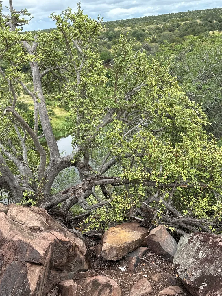 Woody branches over a rocky landscape.