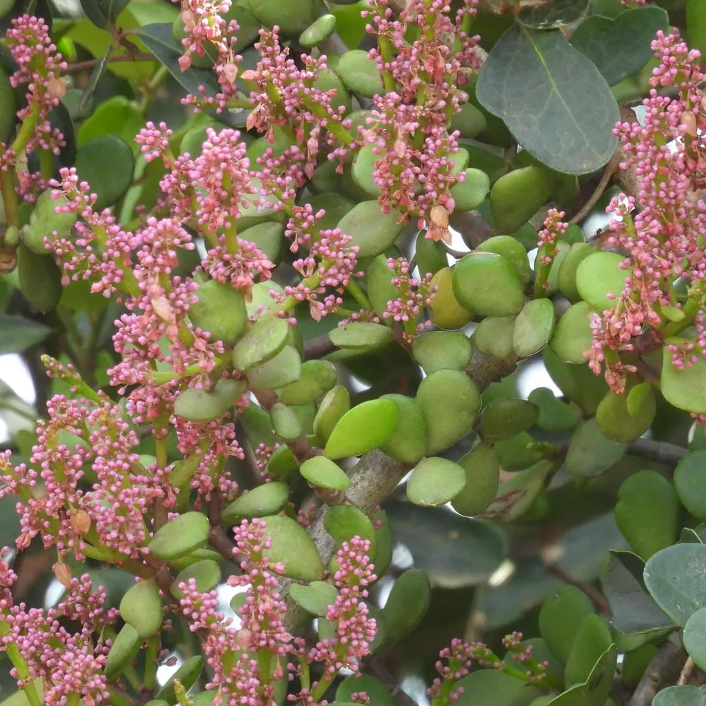 Pink flower clusters among rounded leaves.