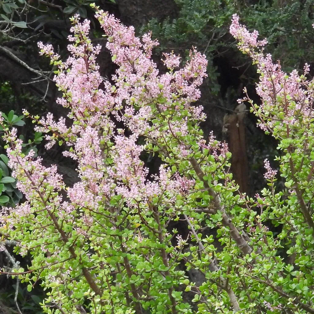 Abundant pale pink flowers above leafy branches.