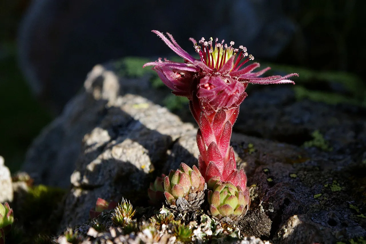 Single flowering stalk beside compact rosettes.