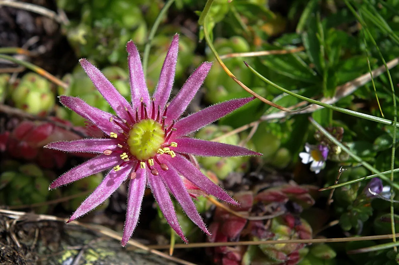 Pink star-shaped flower among grass.