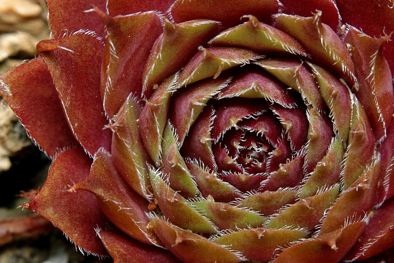 Concentric layers of red-brown rosette leaves.