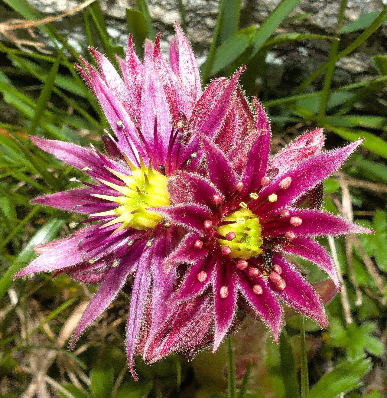 Pink pointed petals around yellow flower centers.