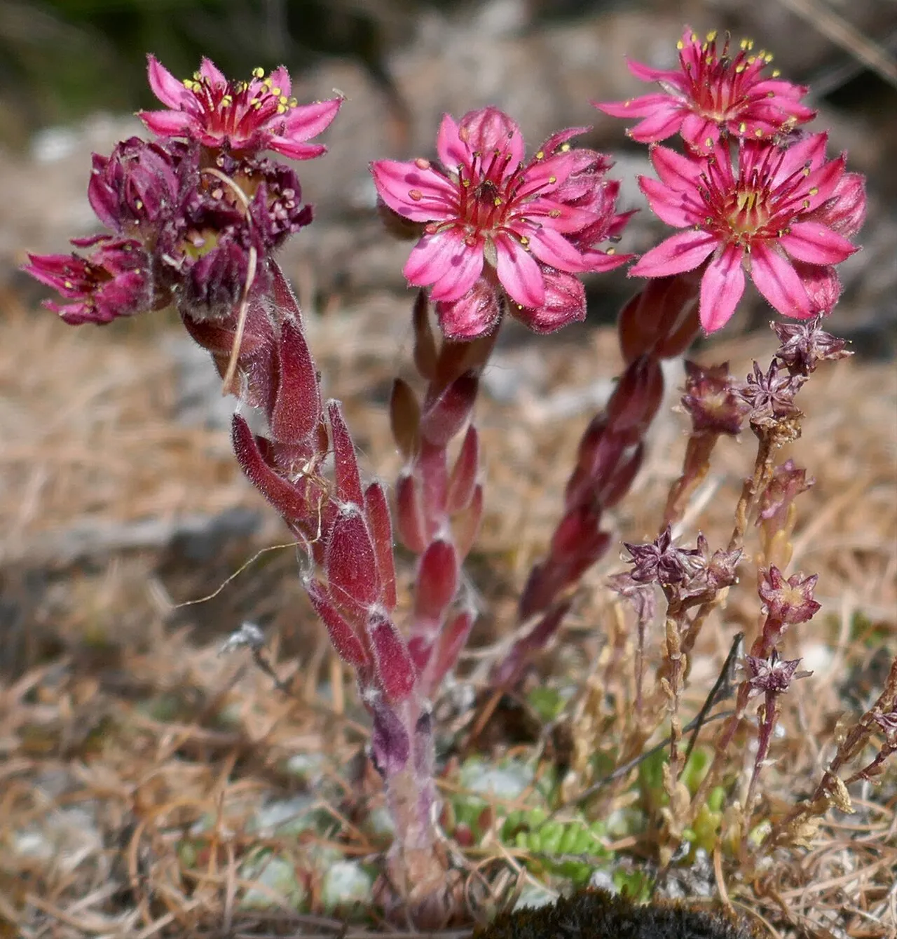 Branching clusters of pink star-shaped flowers.