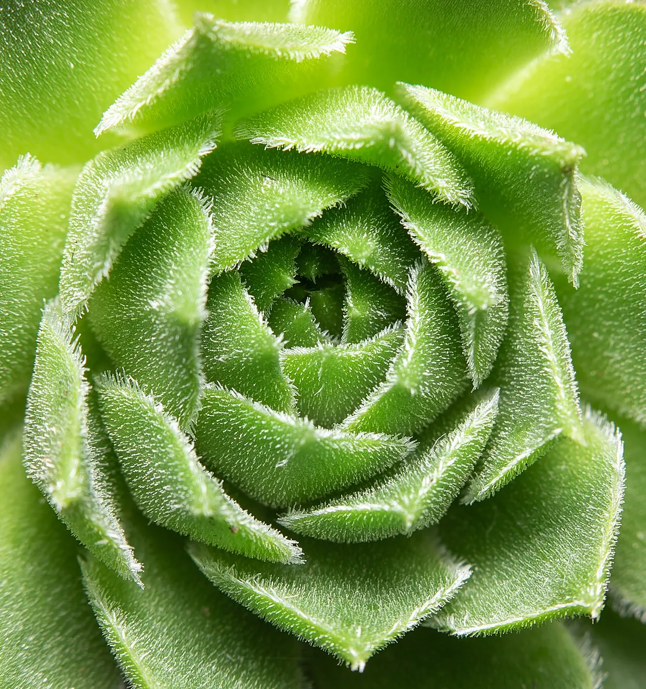 Green rosette center and fine leaf-edge hairs.