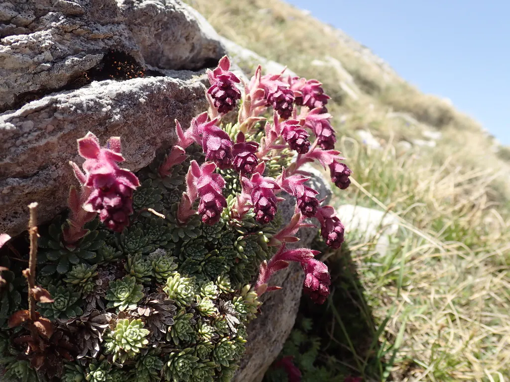Pink flower clusters above a rock-side cushion.