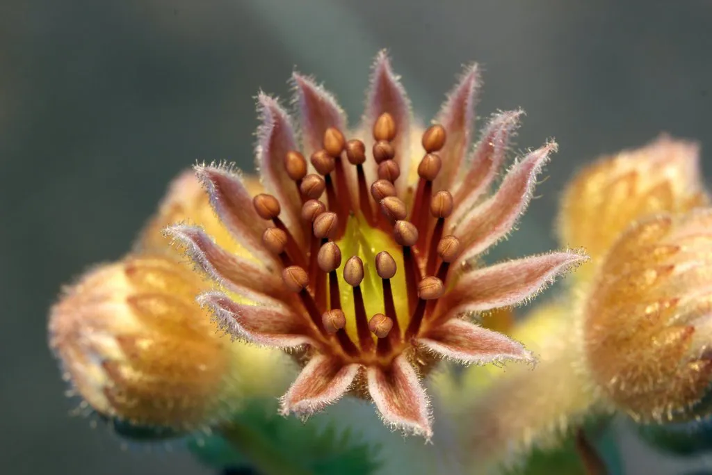 Close view of pointed petals and stamens.